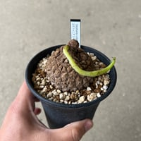 ブーファン ハエマンソイデス | STELLA.PLANTS ブーファン ハエマンソイデス | STELLA.PLANTS