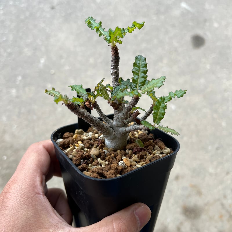 6月入荷 種子 10粒 ボスウェリア ナナ 6月入荷 種子 10粒 ボスウェリア ナナ 6月入荷 ボスウェリア ナナ 種子