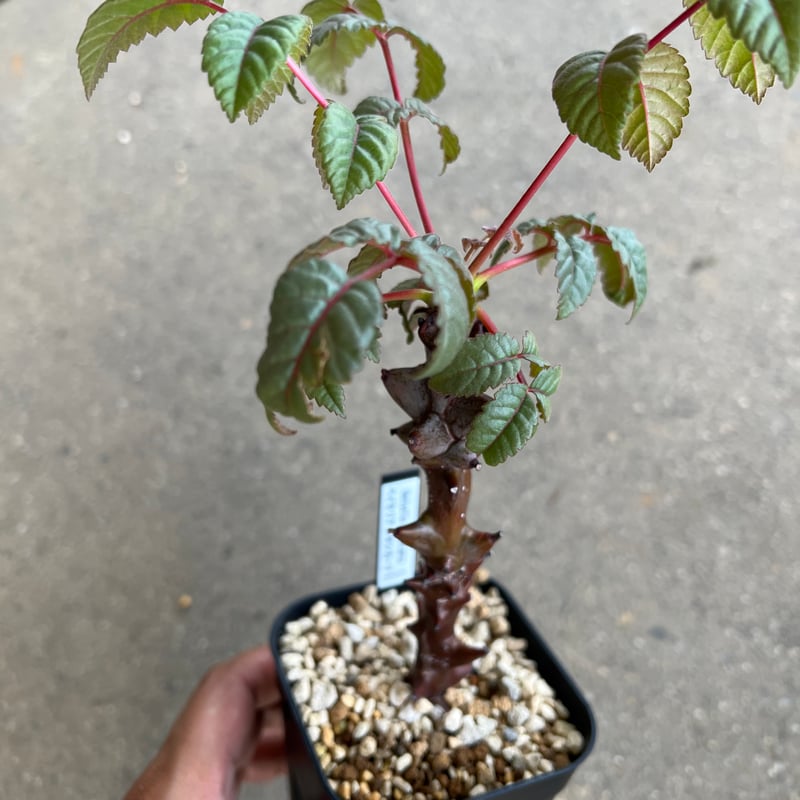 ベイセリア メキシカーナ | STELLA.PLANTS