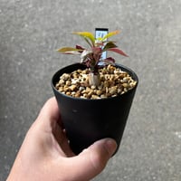 ブーファン ハエマンソイデス | STELLA.PLANTS ブーファン ハエマンソイデス | STELLA.PLANTS