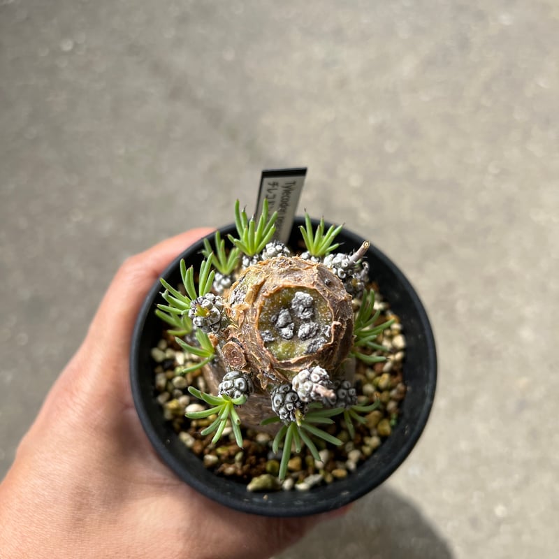 チレコドン ペアルソニー6 | STELLA.PLANTS