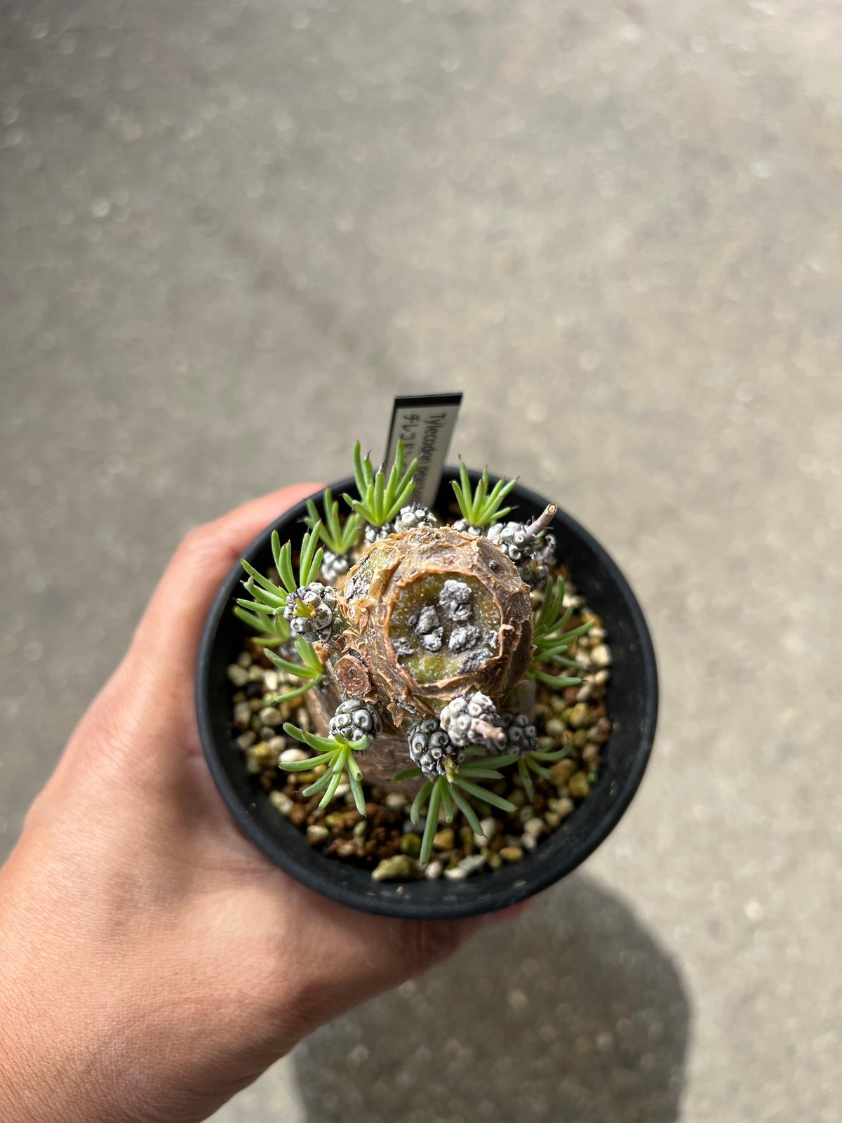 チレコドン　ペアルソニー　鉢ごと チレコドン ペアルソニー 鉢ごと チレコドン・ペアルソニー