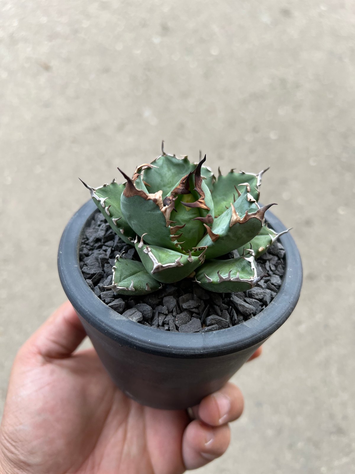 親株】 アガベ チタノタ トランザム agave titanota 陽炎 親株】 アガベ チタノタ トランザム agave titanota 陽炎