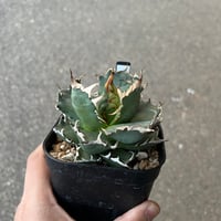 アガベ チタノタ '狼牙' | STELLA.PLANTS