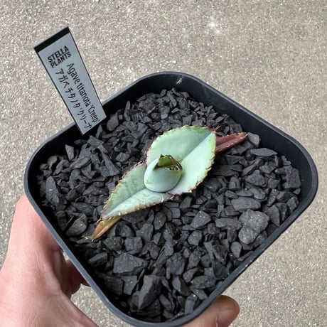 Agave titanota 'Creep'6