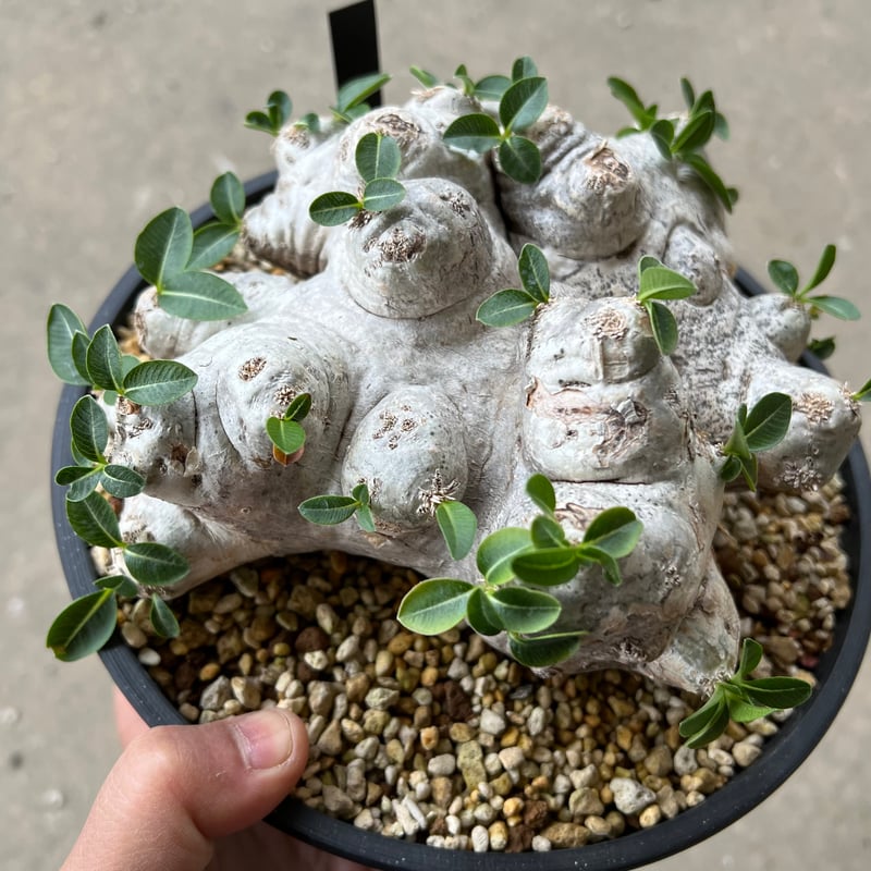 パキポディウム ブレビカウレ 恵比寿笑い | STELLA.PLANTS パキポディウム ブレビカウレ 恵比寿笑い | STELLA.PLANTS