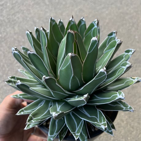 Agave 笹の雪