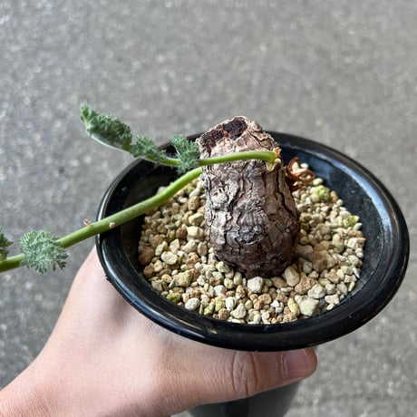 ペラルゴニウムトリステ | STORES