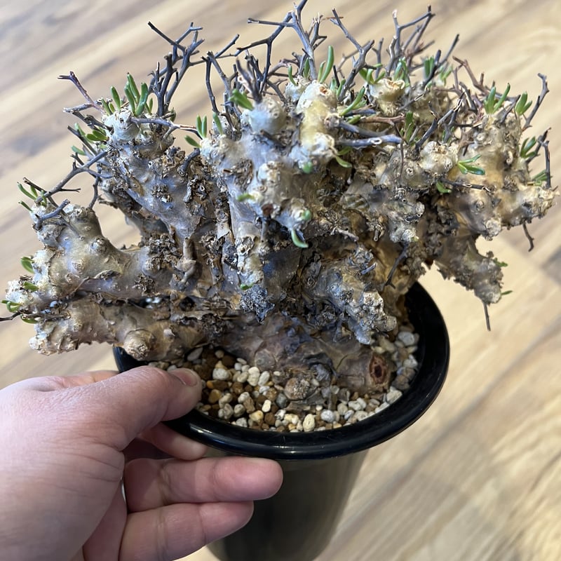 大株】チレコドンレティキュラータス万物想 現地球Ⅳ