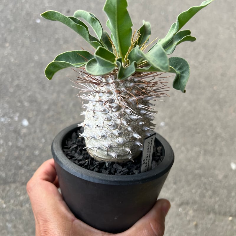 パキポディウム ナマクアナム 光堂1 | STELLA.PLANTS