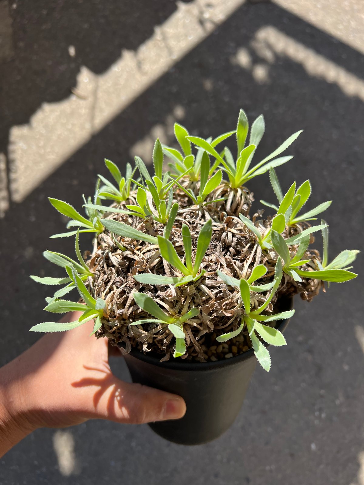オトンナ レトロルサ | STELLA.PLANTS オトンナ レトロルサ | STELLA.PLANTS