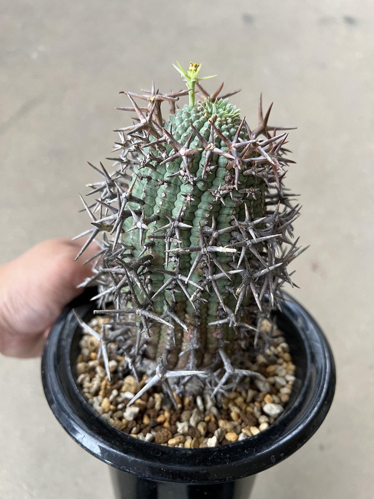 特大美株ユーフォルビア・群星冠標本】