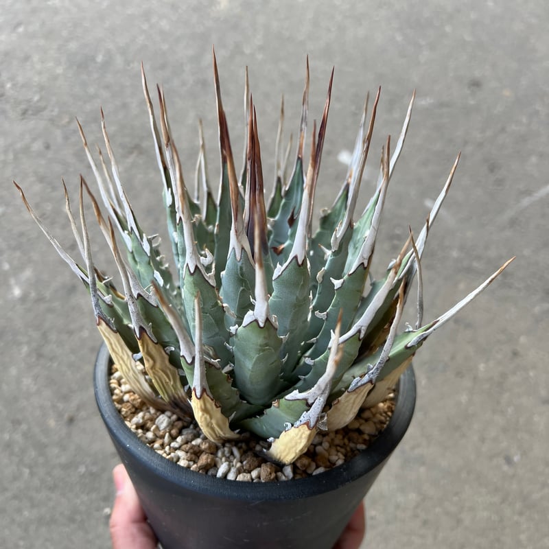 ユタエンシス エボリスピナ | STELLA.PLANTS