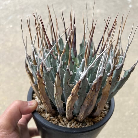 CATEGORY アガベ | STELLA.PLANTS CATEGORY アガベ | STELLA.PLANTS