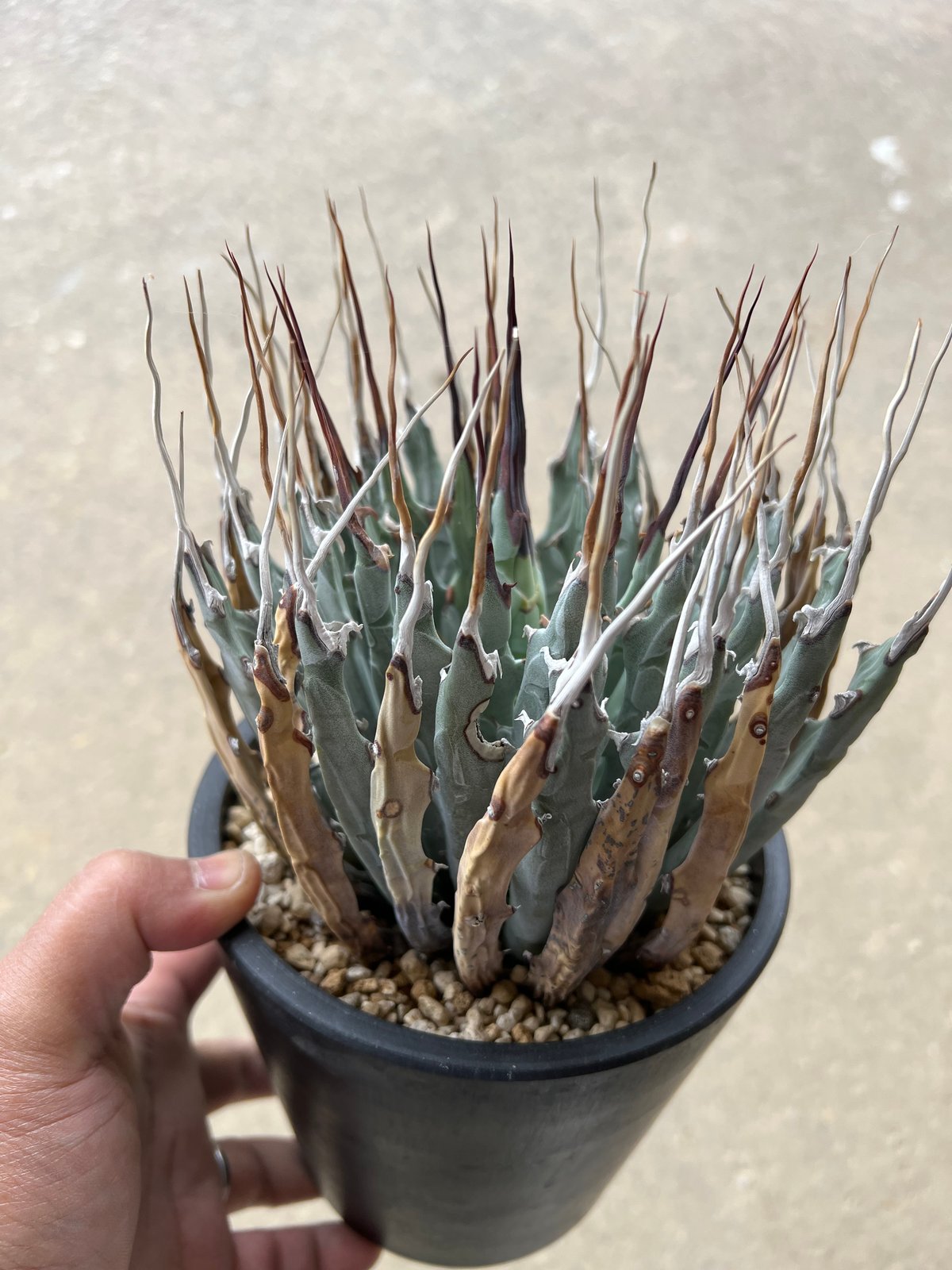 fit=scale-down,w=1200