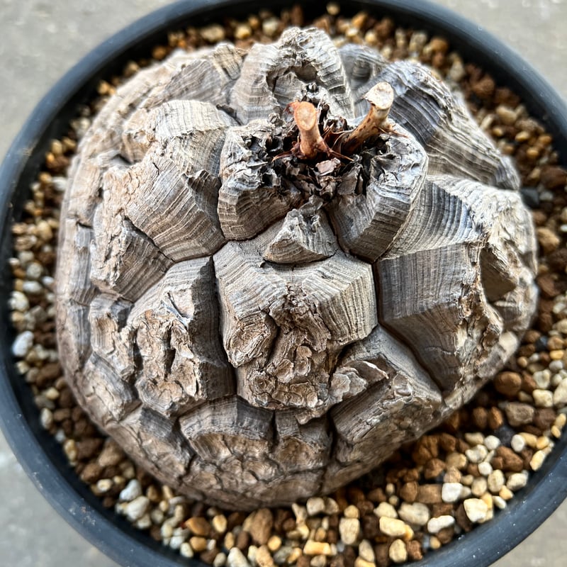アフリカ亀甲竜 6寸4 | STELLA.PLANTS アフリカ亀甲竜 6寸4 | STELLA.PLANTS
