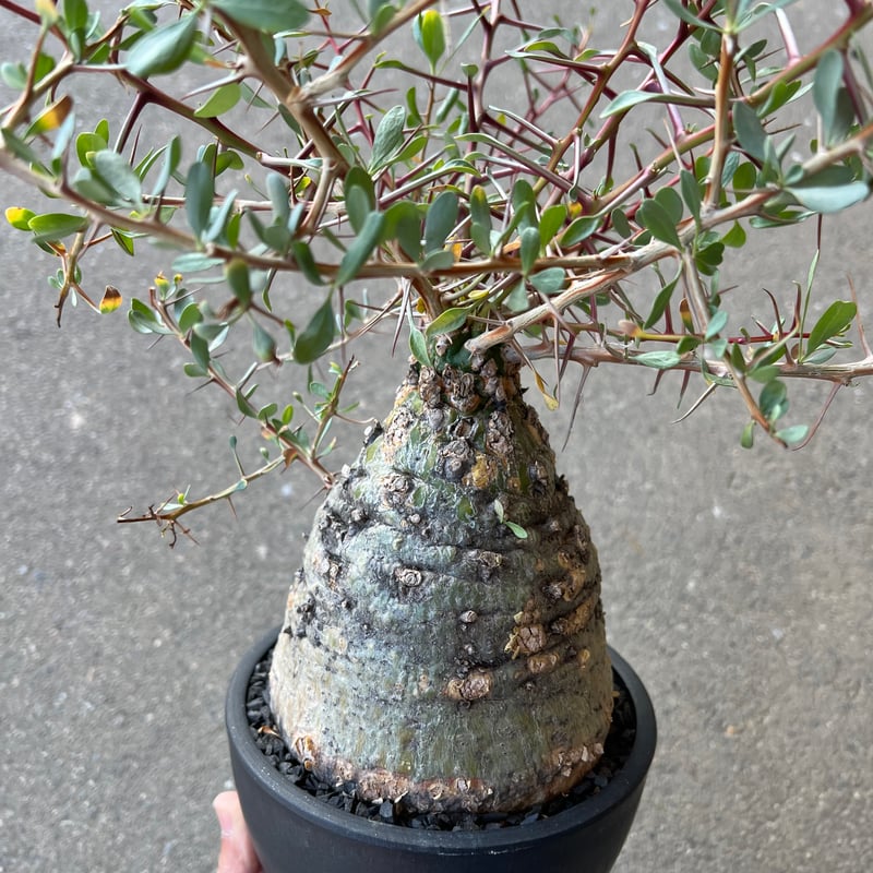 フォークイエリア コルムナリス 観峰玉 | STELLA.PLANTS