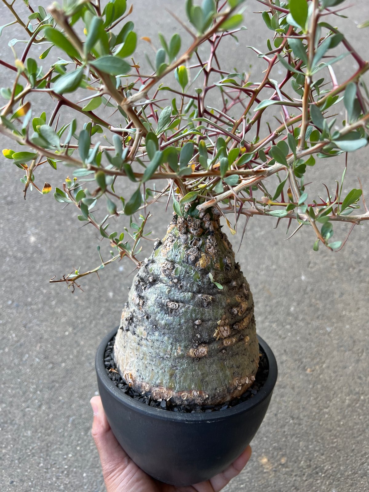 フォークイエリア コルムナリス 観峰玉 | STELLA.PLANTS