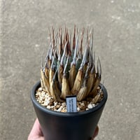 サンセベリア エーレンベルギー'バナナ' | STELLA.PLANTS サンセベリア エーレンベルギー'バナナ' | STELLA.PLANTS