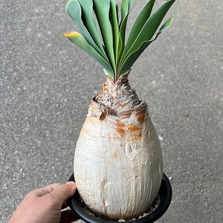 超大型現地株　ブーファンハエマンソイデス 超大型現地株 ブーファンハエマンソイデス ブーファンハエマン