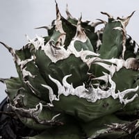 Agave 'White Fang' 3 アガベ ホワイトファング | STELLA.PLANTS
