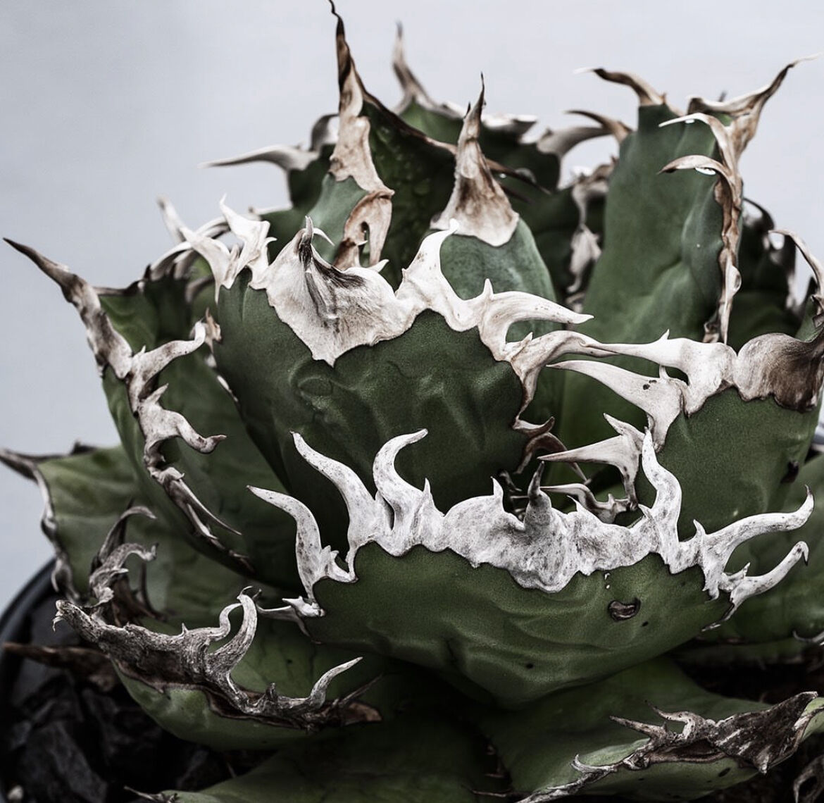 アガベ チタノタ 狼牙 coyote株 アガベ チタノタ '狼牙' | STELLA.PLANTS