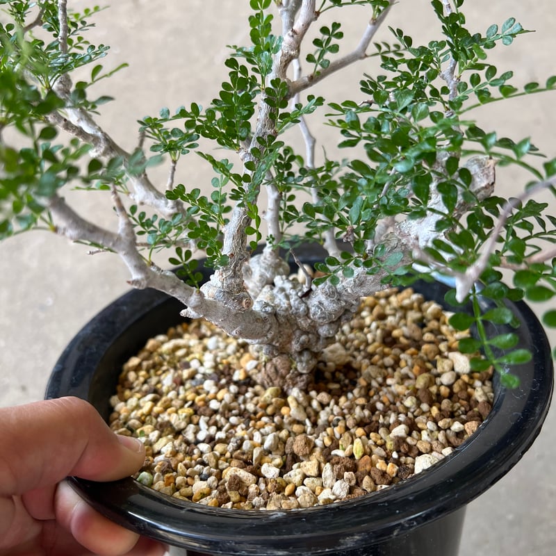 オペルクリカリア パキプス | STELLA.PLANTS オペルクリカリア パキプス | STELLA.PLANTS