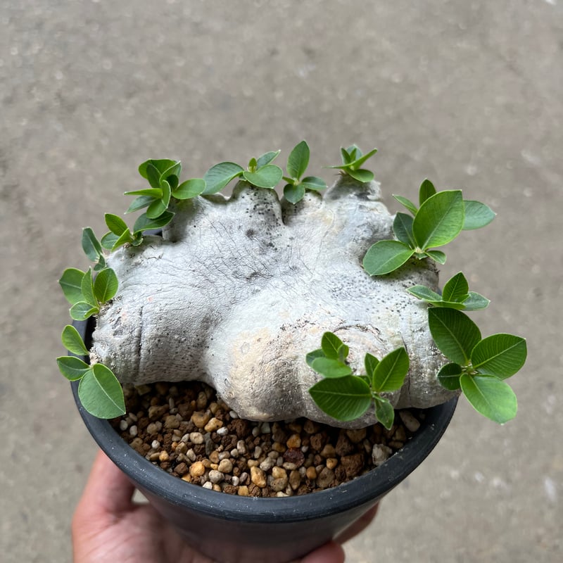 パキポディウム ブレビカウレ 恵比寿笑い | STELLA.PLANTS パキポディウム ブレビカウレ 恵比寿笑い | STELLA.PLANTS