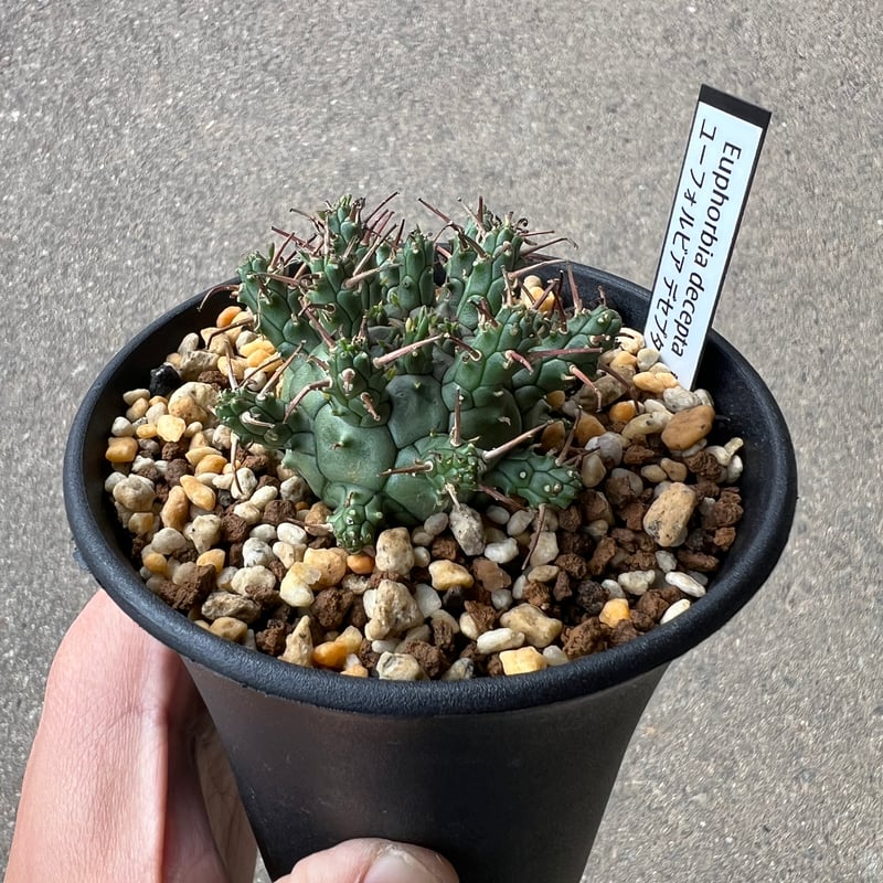 ユーフォルビア　デセプタ ユーフォルビア デセプタ2 | STELLA.PLANTS