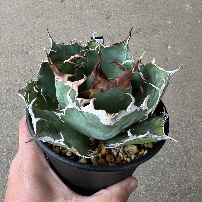 アガベ　白鯨　親株 アガベ チタノタ 白鯨 子株 鉢付き（WW-14） | アガベ専門店