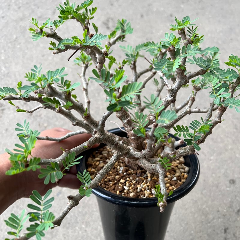 センナ メリディオナリス | STELLA.PLANTS センナ メリディオナリス | STELLA.PLANTS