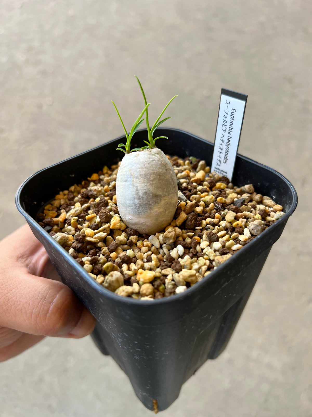 ユーフォルビアヘディオトイデス ユーフォルビア・ヘディオトイデス（Euphorbia hedyotoides）の