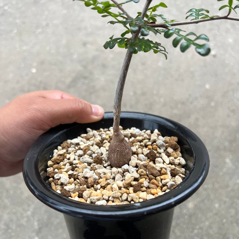 オペルクリカリア デカリー | STELLA.PLANTS オペルクリカリア デカリー | STELLA.PLANTS