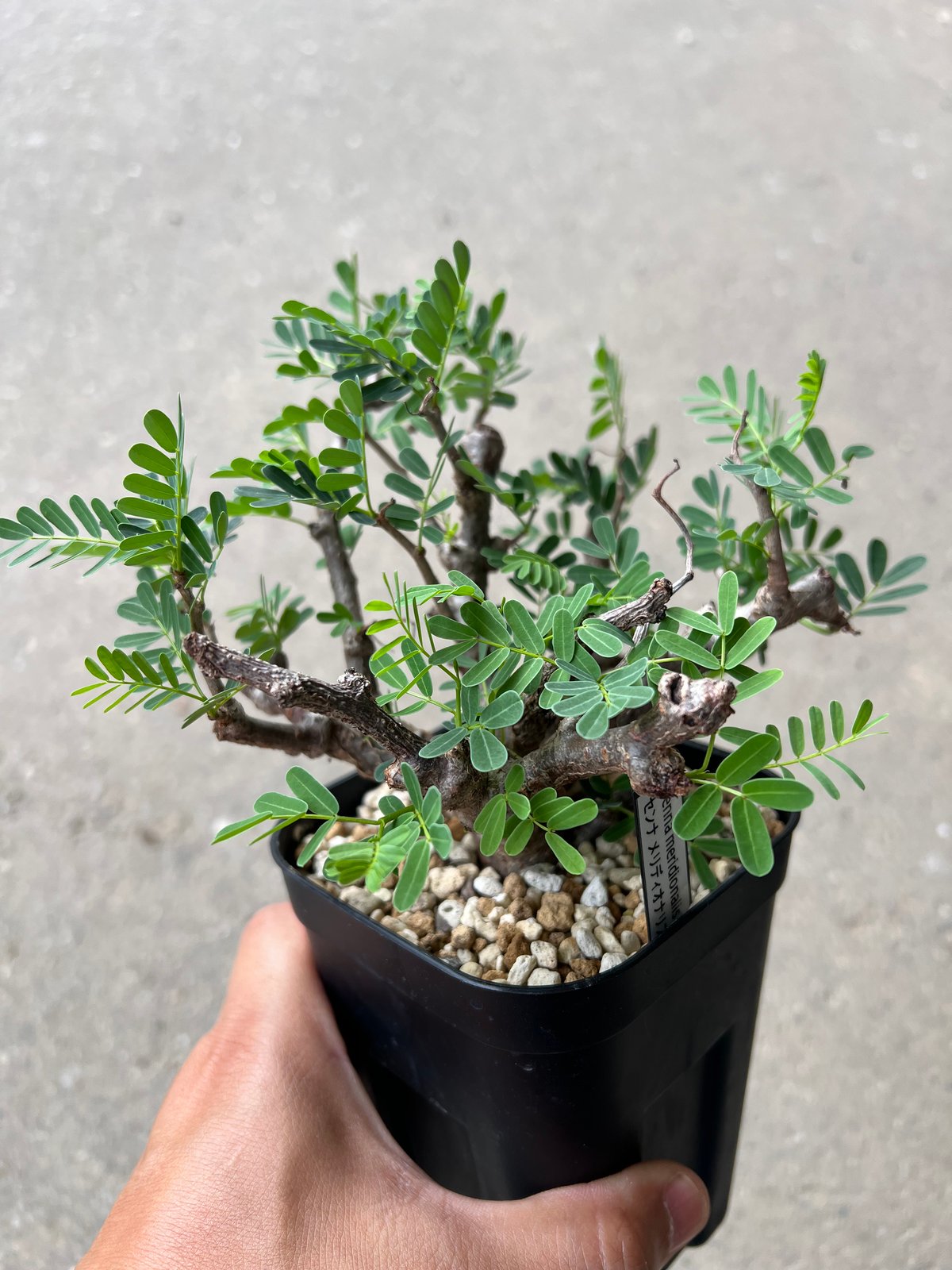 センナメリディオナ