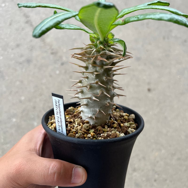パキポディウム アンボンゲンセ | STELLA.PLANTS パキポディウム アンボンゲンセ | STELLA.PLANTS