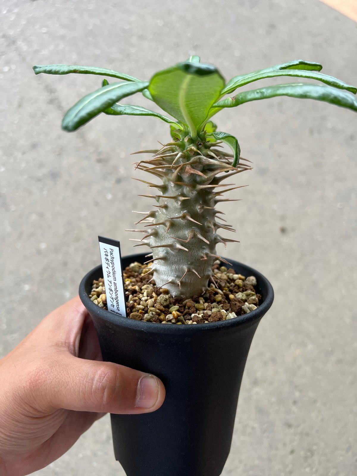 パキポディウム アンボンゲンセ | STELLA.PLANTS パキポディウム アンボンゲンセ | STELLA.PLANTS