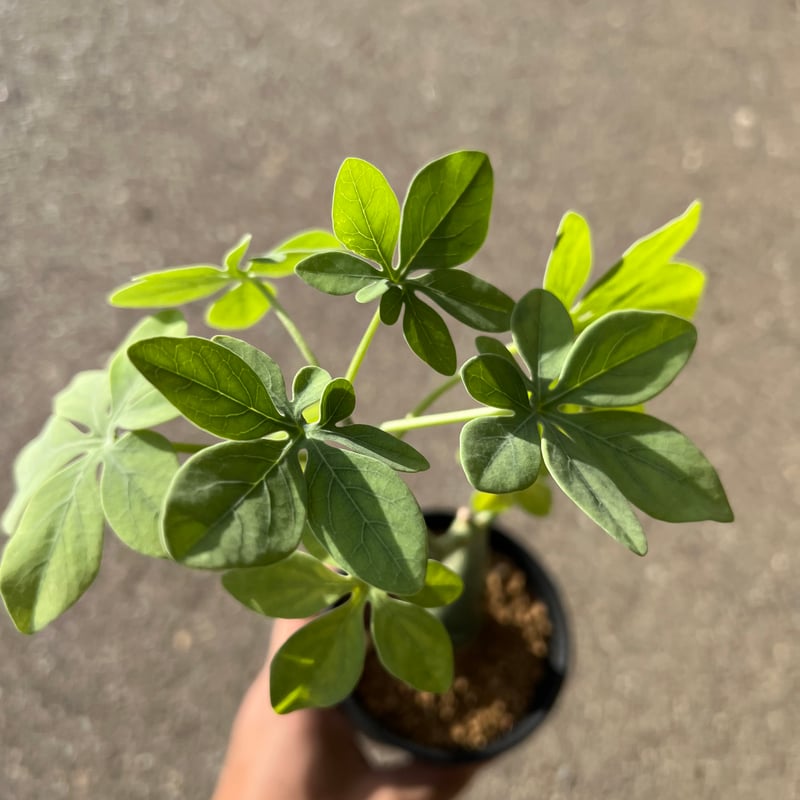 アデニア グラウカ3 | STELLA.PLANTS