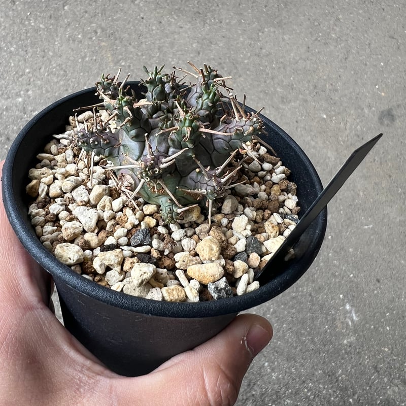 ユーフォルビア アストロフォラ ラスト1株 | STELLA.PLANTS