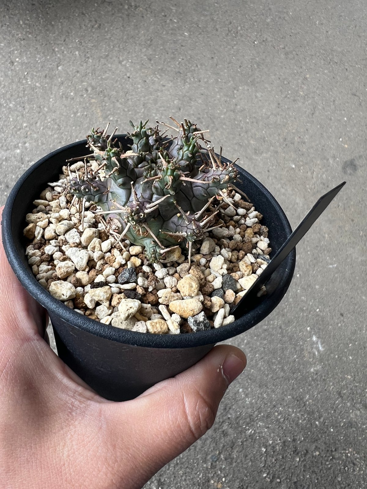 ユーフォルビア　ガムケンシス✖️アストロフォラ　ハイブリッド ユーフォルビア アストロフォラ ラスト1株 | STELLA.PLANTS