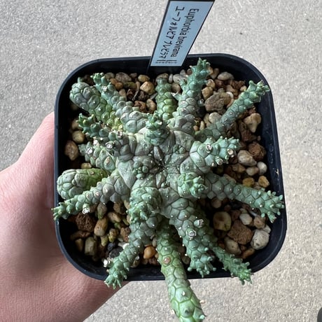 CATEGORY ユーフォルビア | STELLA.PLANTS