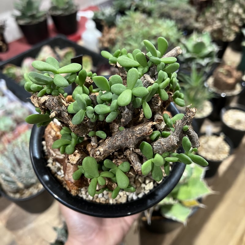 ケラリア ピグマエア 大株 | STELLA.PLANTS ケラリア ピグマエア 大株 | STELLA.PLANTS