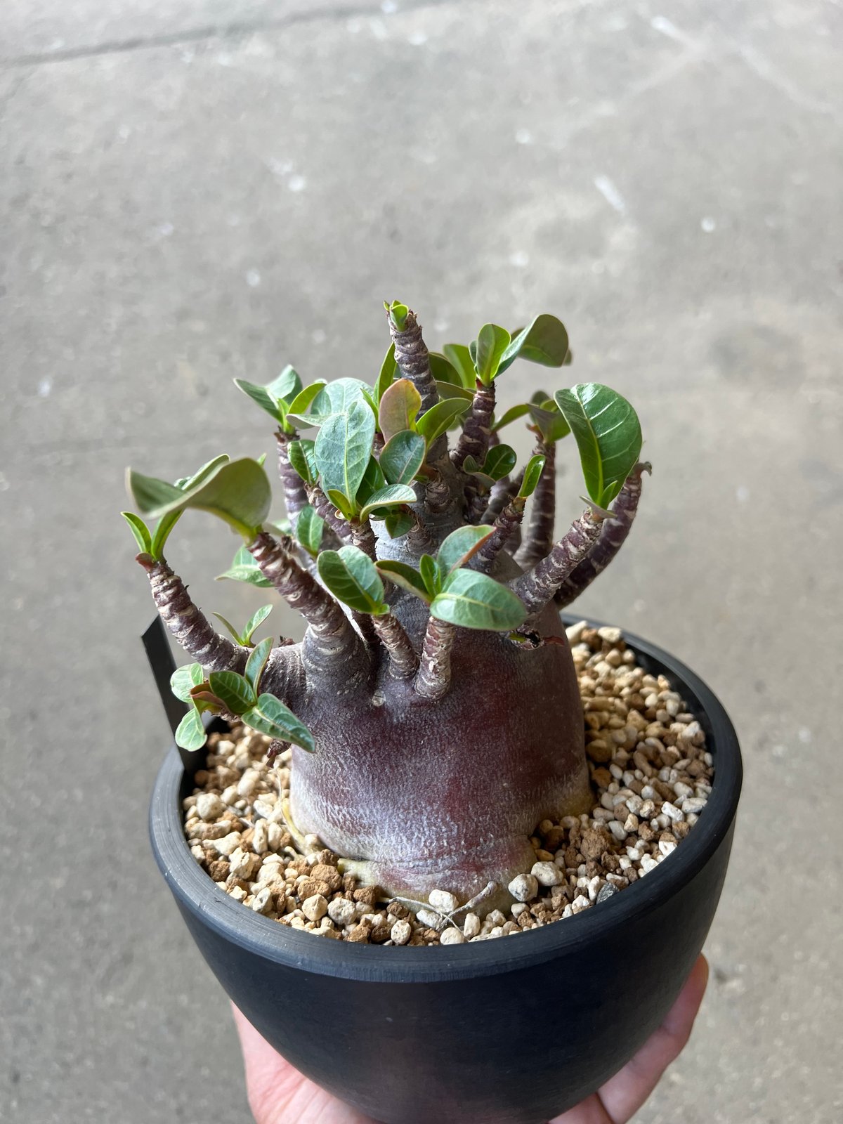 アデニウム アラビカム ブラックスキン3 | STELLA.PLANTS