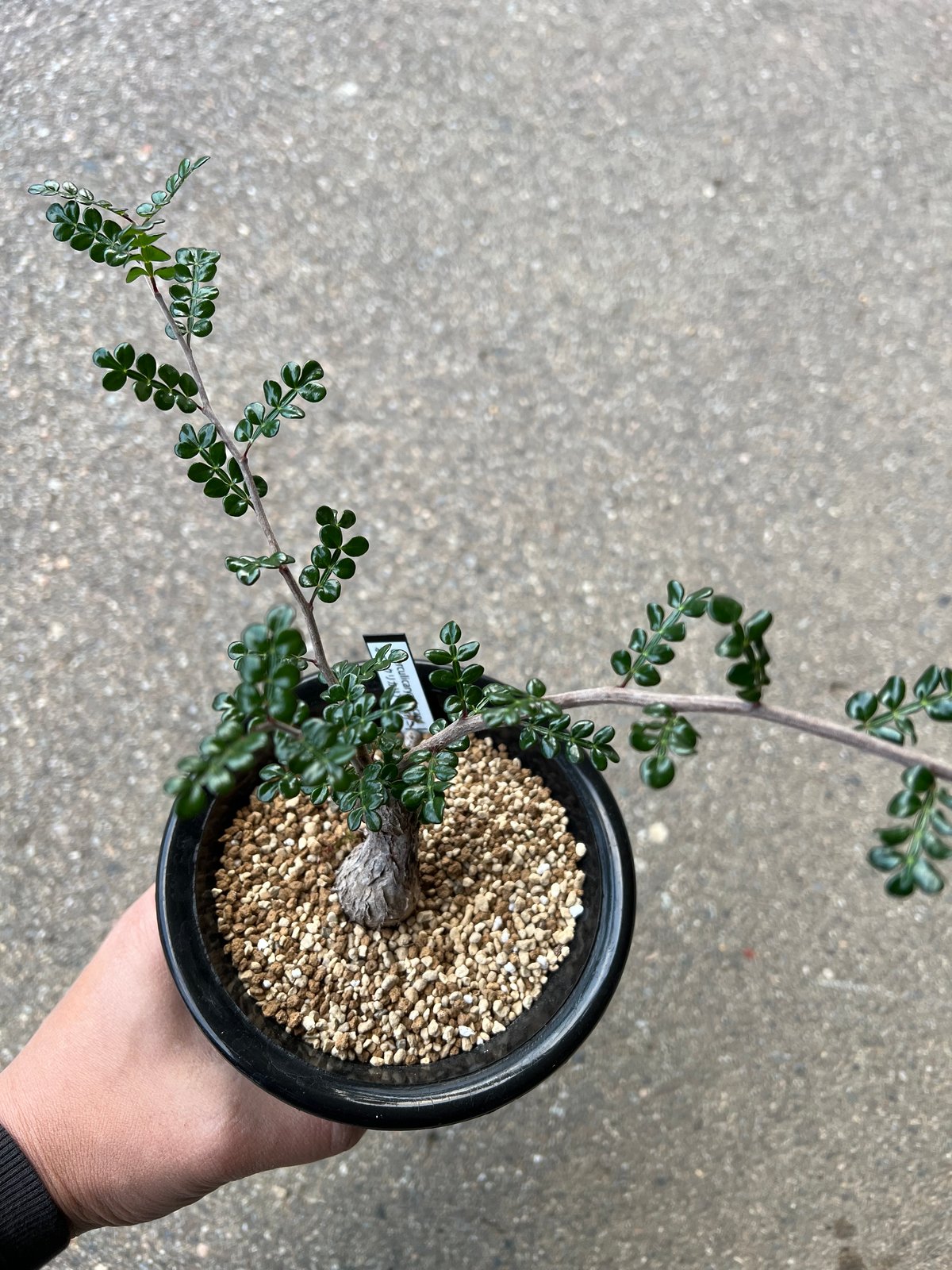 オペルクリカリア デカリー2 | STELLA.PLANTS