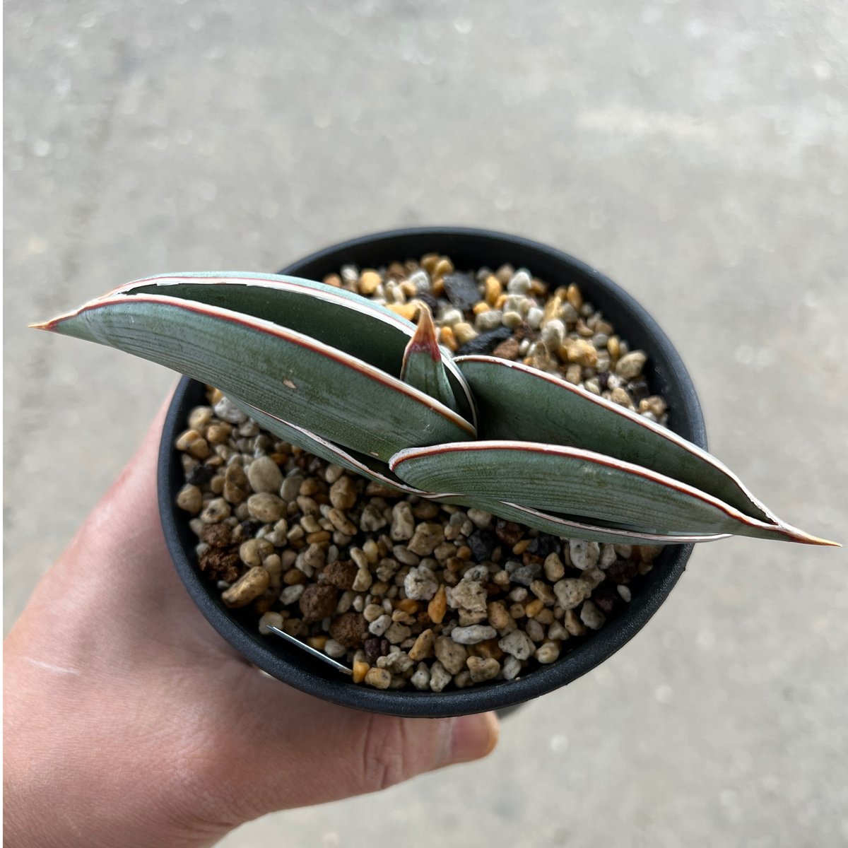 サンセベリア ロリダ | STELLA.PLANTS サンセベリア ロリダ | STELLA.PLANTS