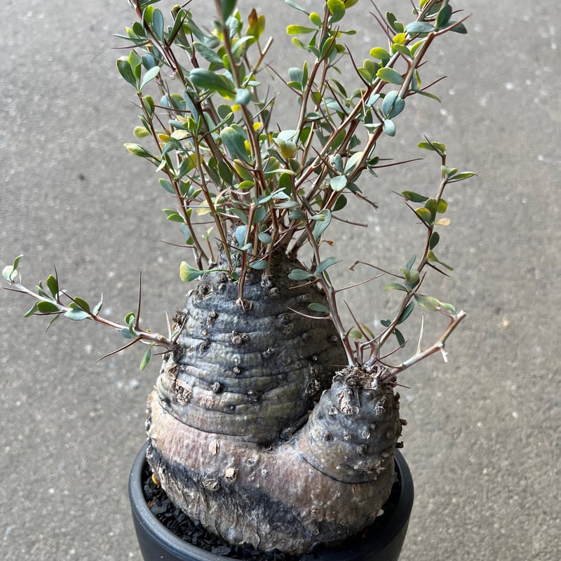 フォークイエリア コルムナリス 観峰玉 | STELLA.PLANTS