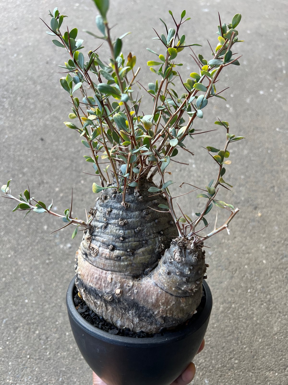 美形　フォークエリアコルムナリス　観峰玉 フォークイエリア コルムナリス 観峰玉 | STELLA.PLANTS