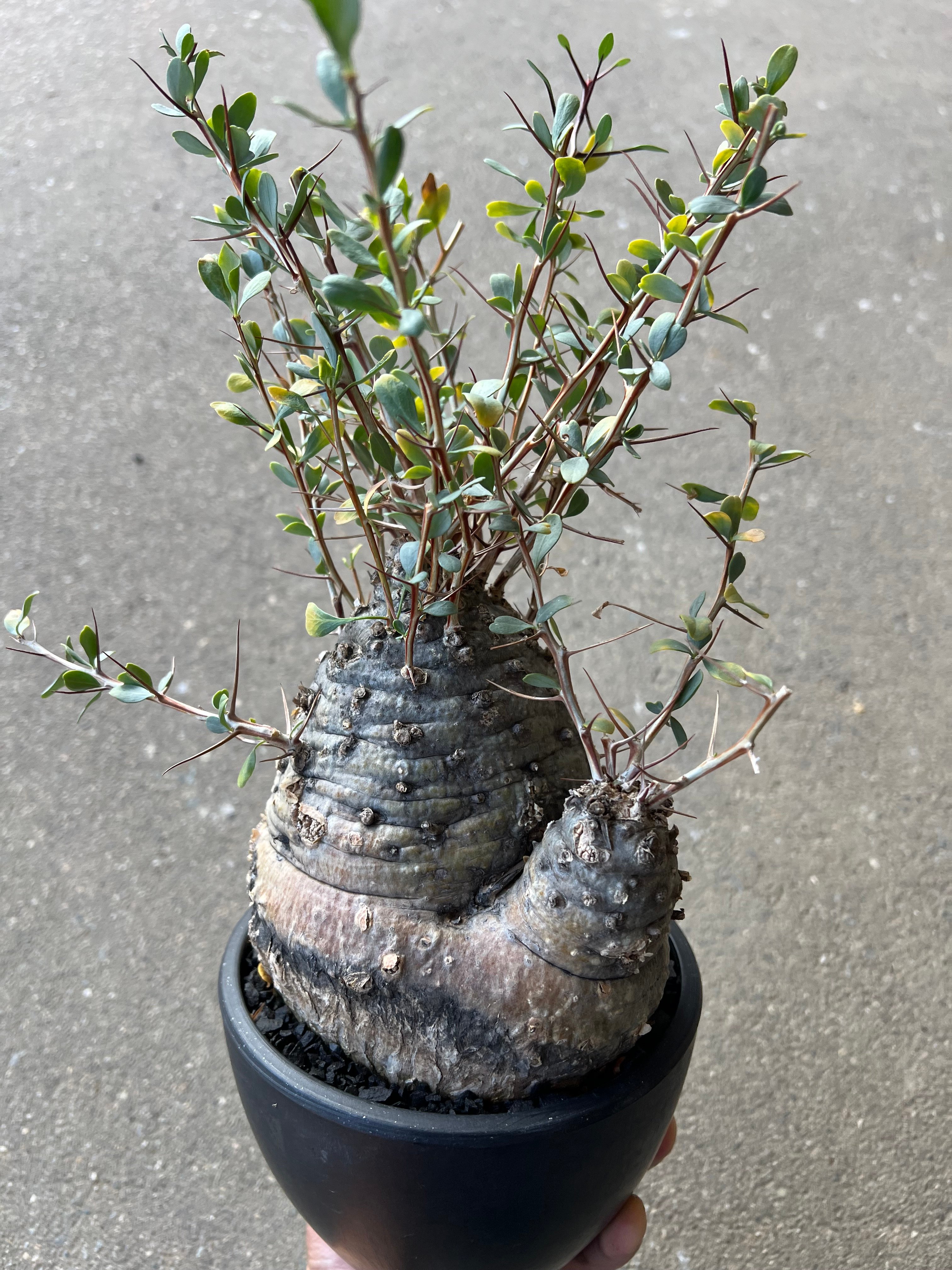 フォークイエリア コルムナリス 観峰玉 | STELLA.PLANTS