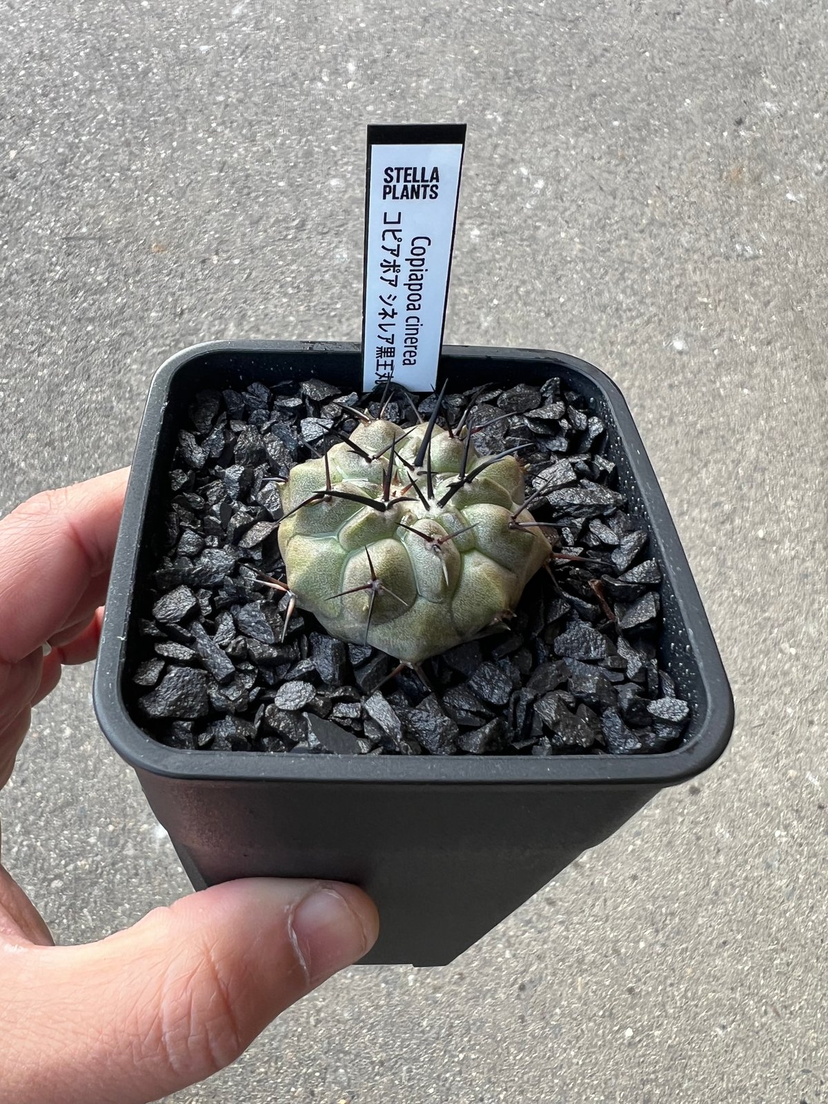 コピアポア　シネレア　黒王丸　開花株 コピアポア シネレア黒王丸2 | STELLA.PLANTS