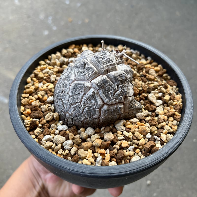 アフリカ亀甲竜 最大直径約7センチ 亀甲竜・ディオスコレア