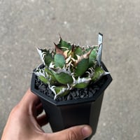 アガベ チタノタ 'レッドキャットウィーズル' 1